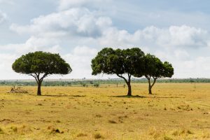acacia trees in savannah at africa